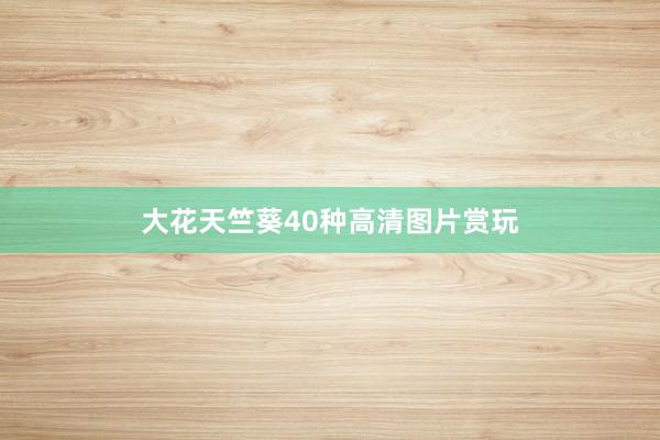 大花天竺葵40种高清图片赏玩